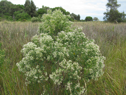 Consumption Weed Cotton-seed Baccharis Groundsel Silverling (Baccharis halimifolia)