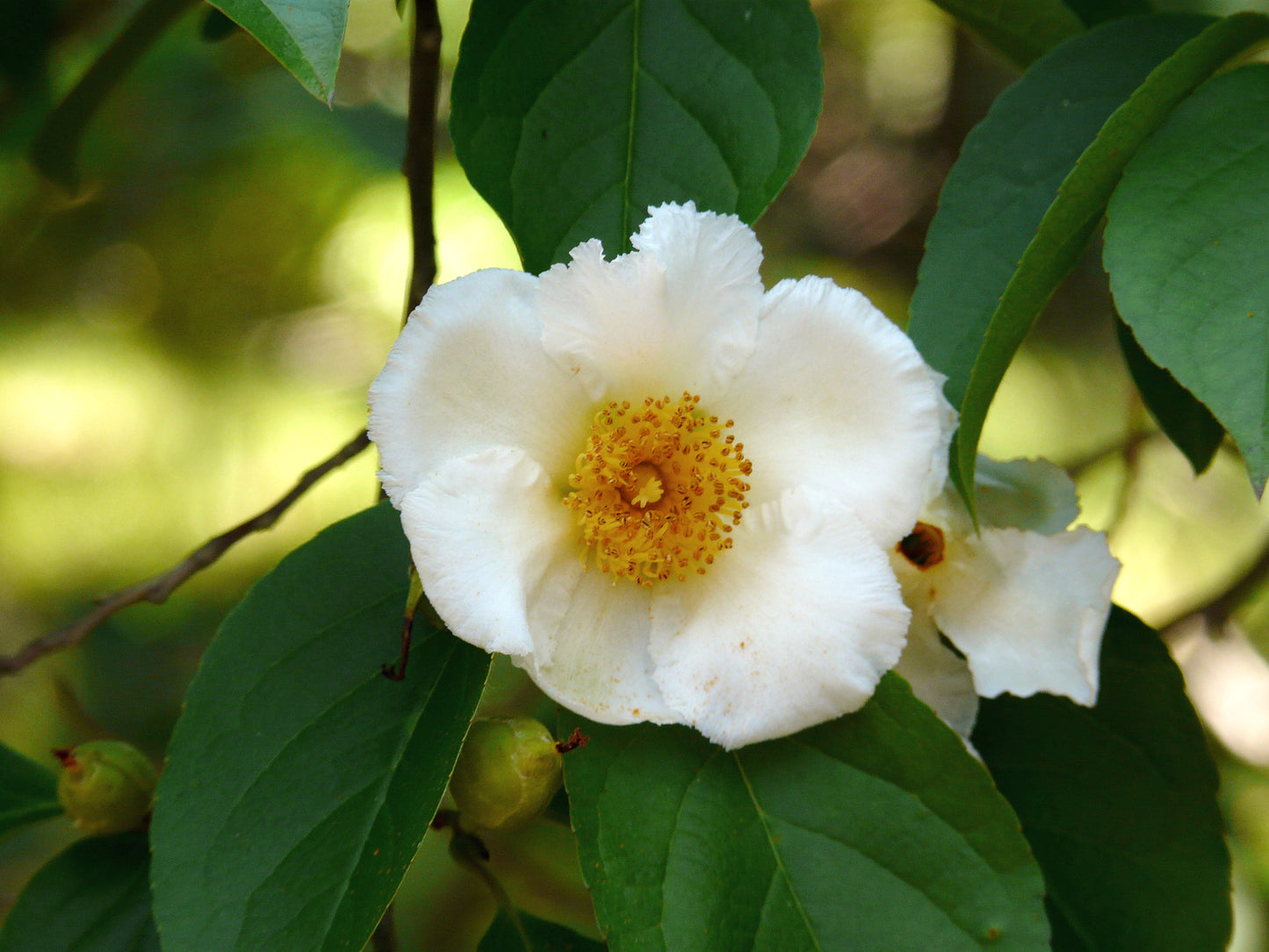 Korean Stewartia Stewartia (Stewartia pseudocamellia var. koreana)