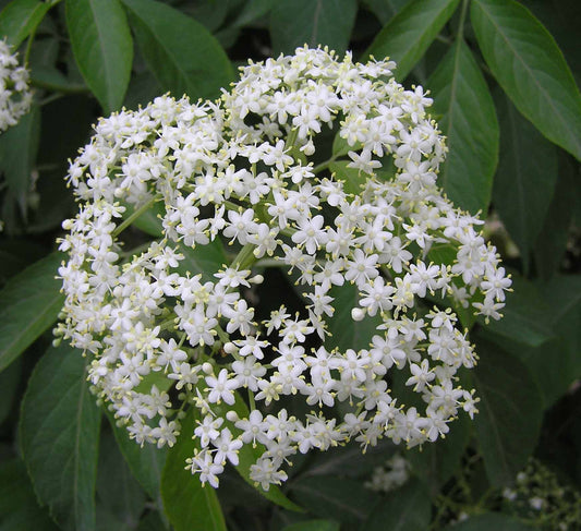 North China Elder (Sambucus williamsii)