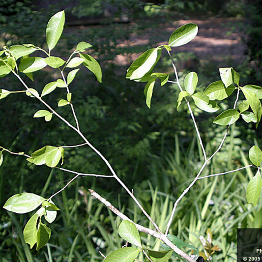 Swamp Blackgum Swamp Tupelo (Nyssa sylvatica var. biflora)