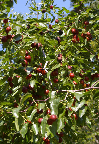 Chinese Date Jujube Tsao (Ziziphus jujuba)