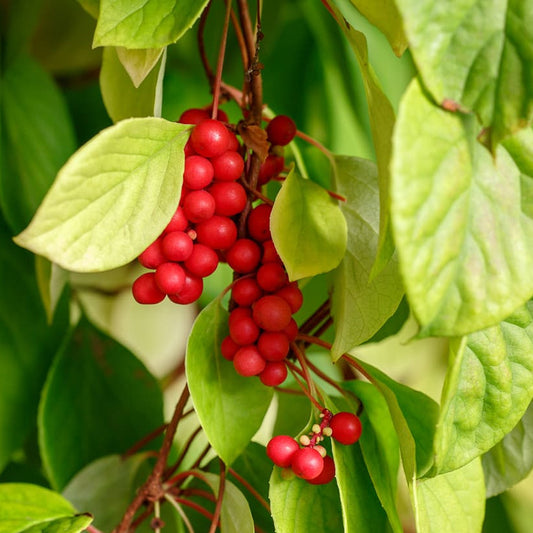 Chinese Magnolia Vine Chinese Magnolia-vine Five Flavor Fruit (Schisandra chinensis)