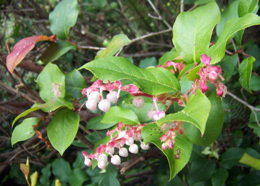 Salal (Gaultheria shallon)