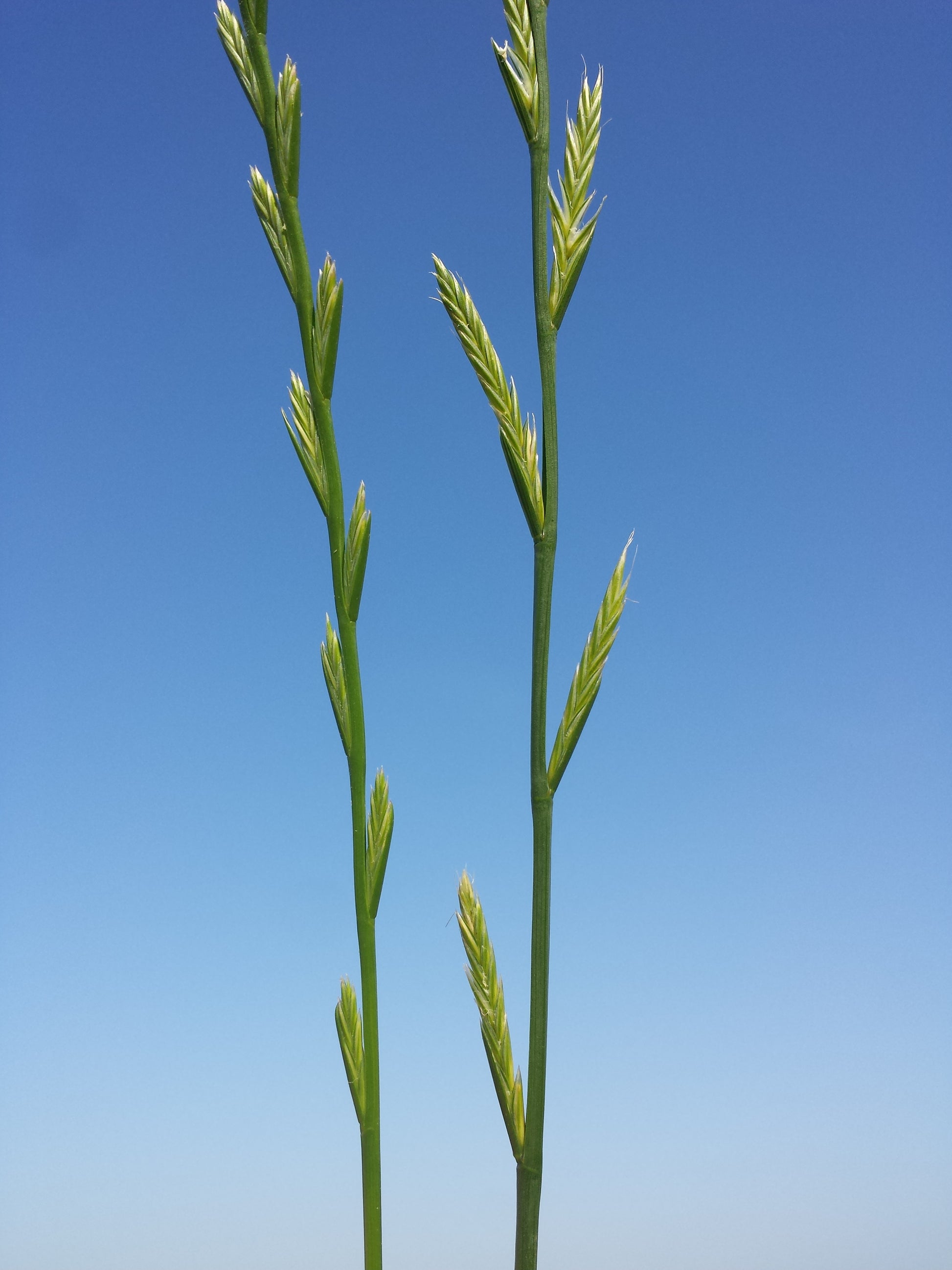 Annual Ryegrass Rye Grass Rye-grass Ryegrass (Lolium multiflorum ...