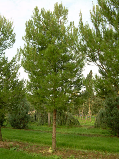 Aleppo Pine Jerusalem (Pinus halepensis)