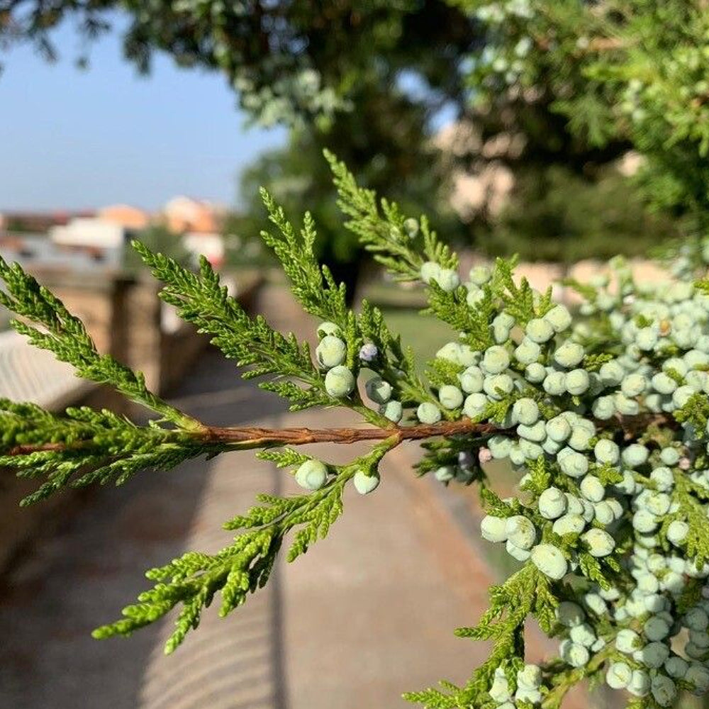 Southern Cedar (Juniperus virginiana var. silicicola)