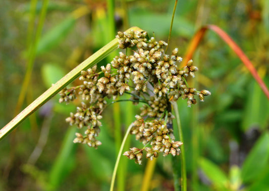 Woolgrass (Scirpus cyperinus)