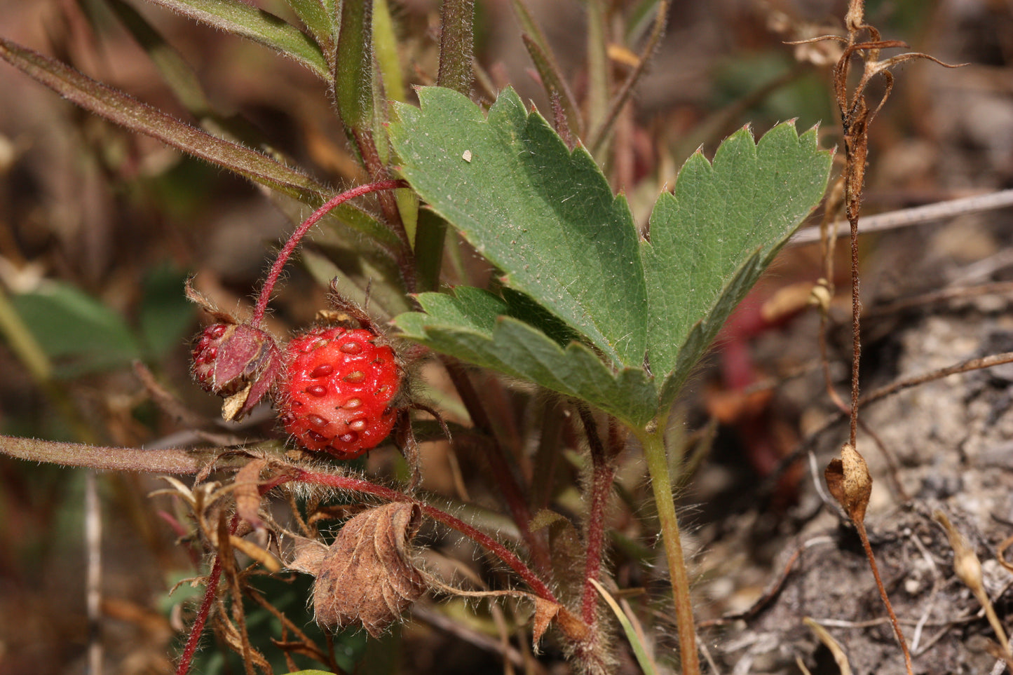 Common Strawberry Virginia Strawberry (Fragaria virginiana)