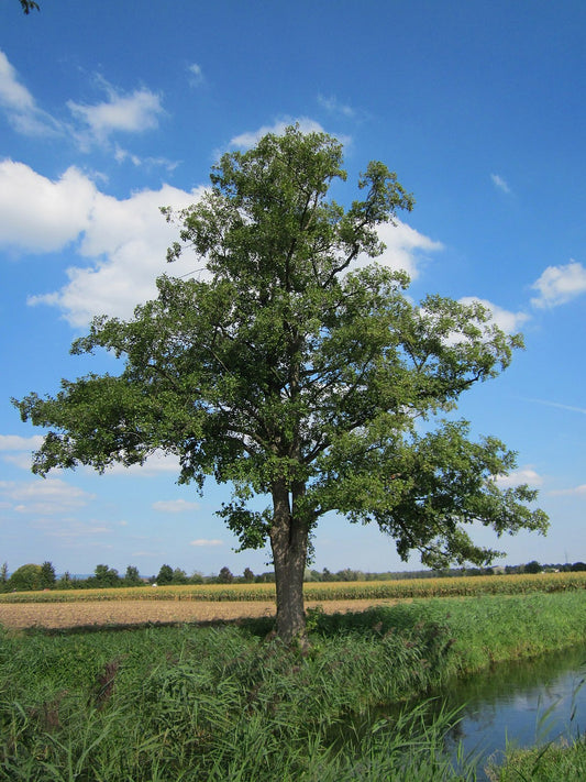 European Alder (Alnus glutinosa)