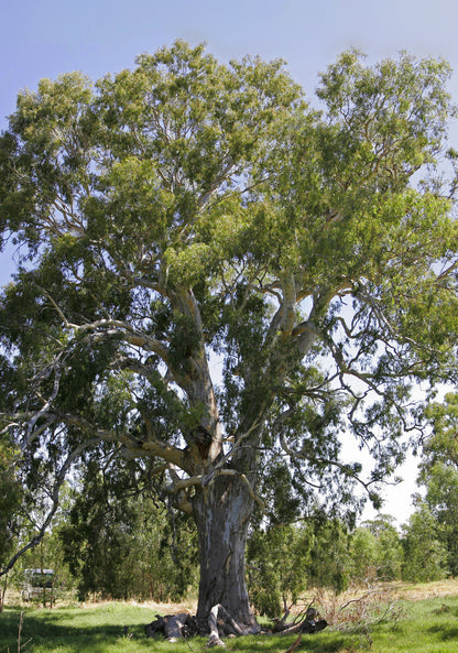 Murray Gum River Redgum (Eucalyptus camaldulensis)