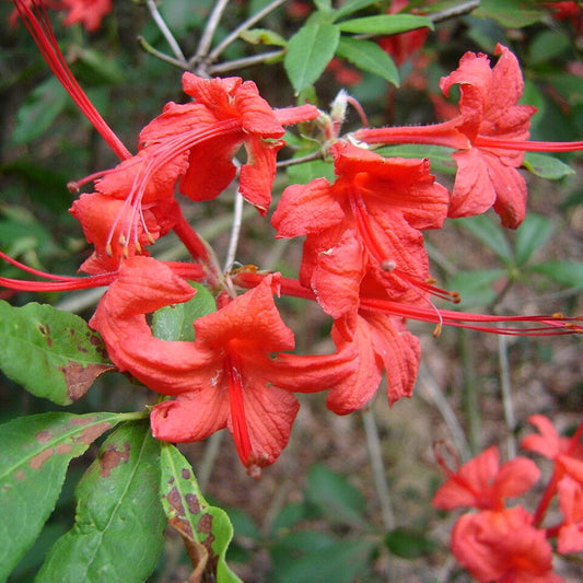 Plumleaf Azalea (Rhododendron prunifolium)