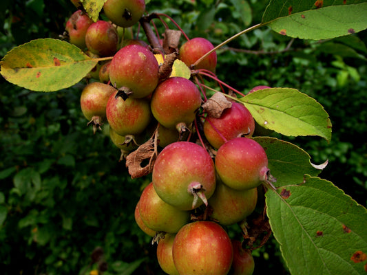 European / French Crab Apple (Malus sylvestris)