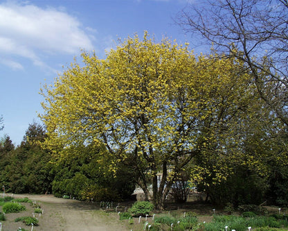 Ash-leaved Maple Ashleaf Box Elder Boxelder Manitoba (Acer negundo)