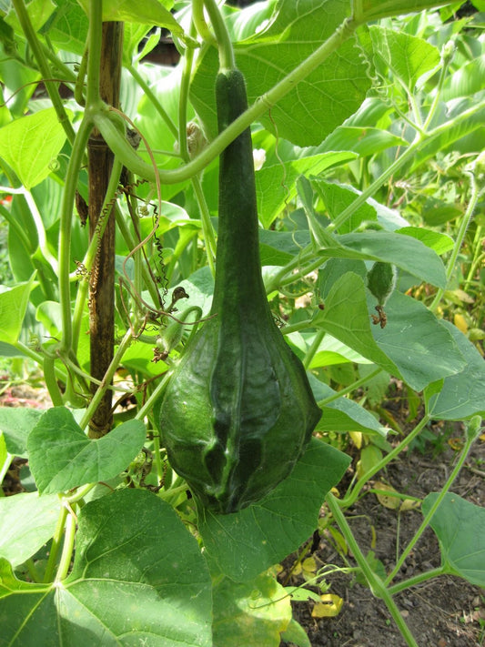 Bottle Calabash Ipu (Lagenaria siceraria)