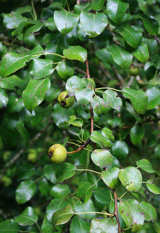 Caucasian Pear (Pyrus caucasica)
