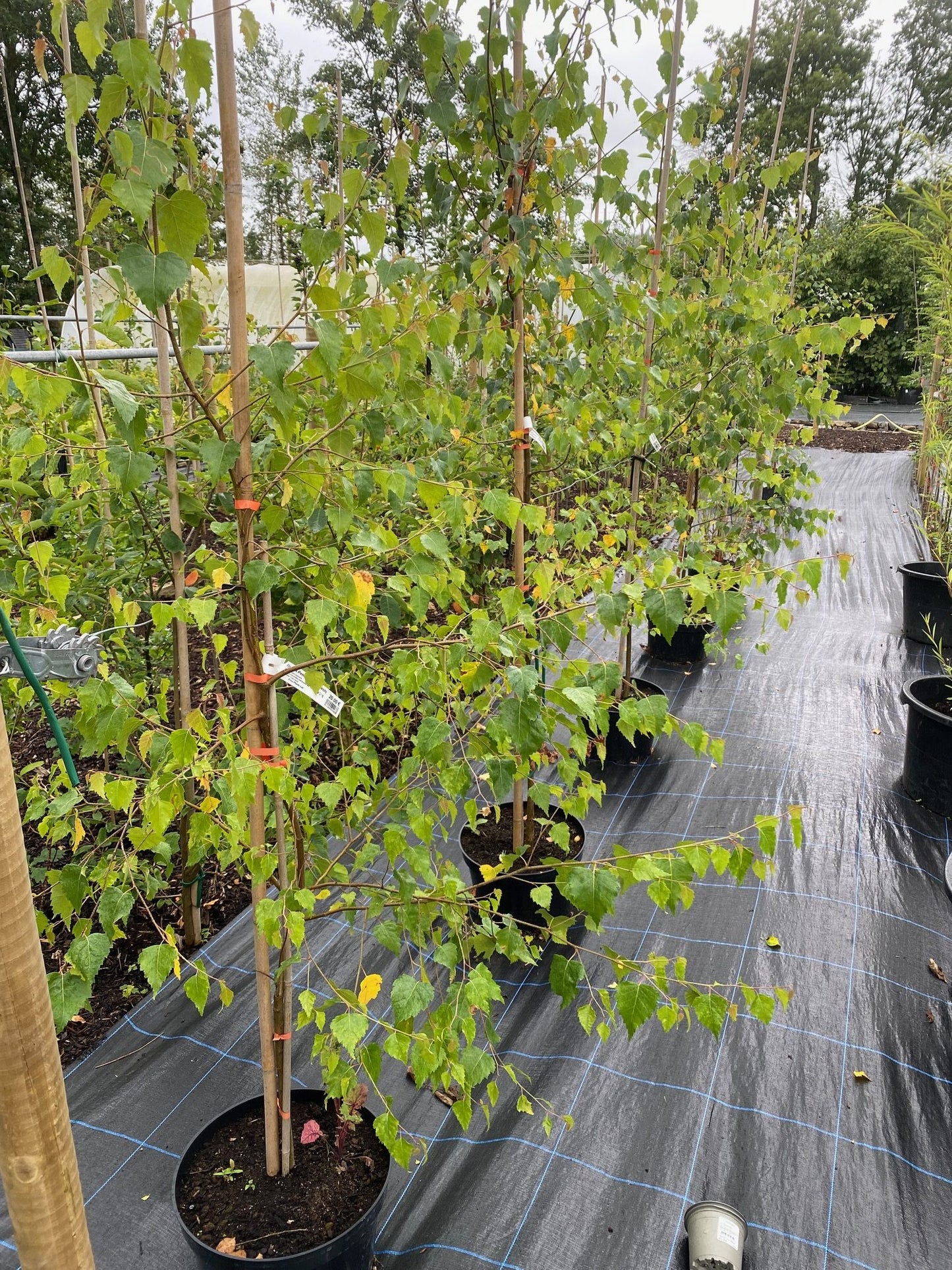 European Weeping Birch White Silver (Betula pendula clean seed)