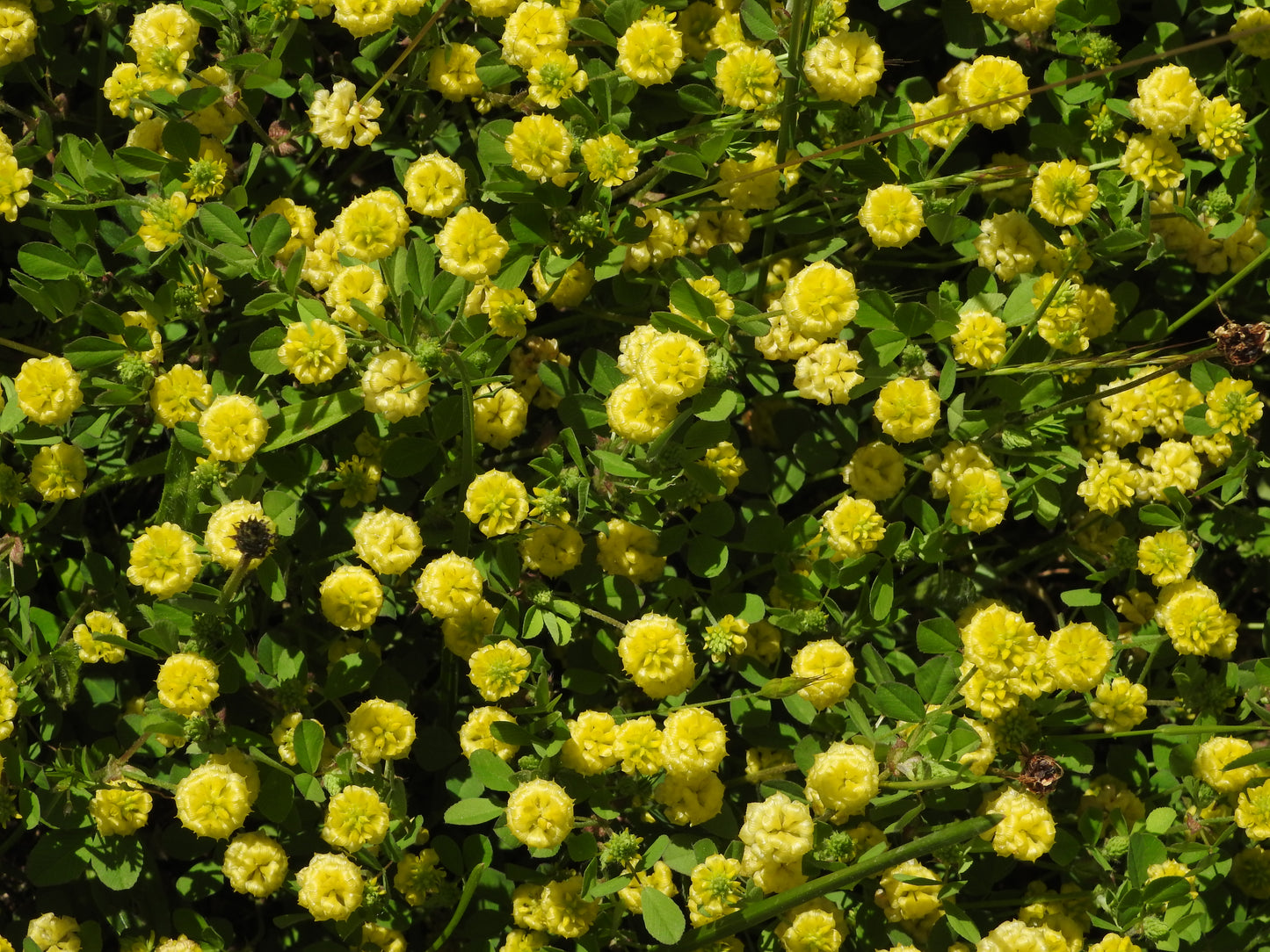 Field Clover (Trifolium campestre)