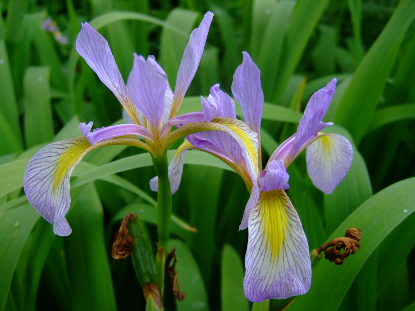 Southern Flag Virginia Iris (Iris virginicaIris virginica)