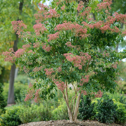 Seven Son Flower Seven Tree (Heptacodium miconioides)