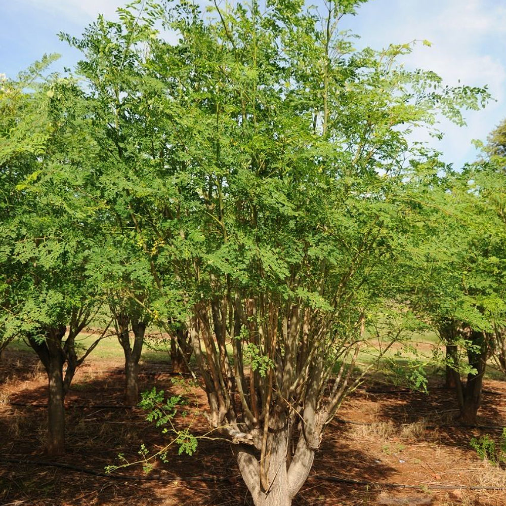 Ben Oil Benzoil Drumstick Horseradishtree (Moringa oleifera)