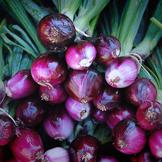 Red Creole Edible Onion (Allium cepa 'Red Creole')