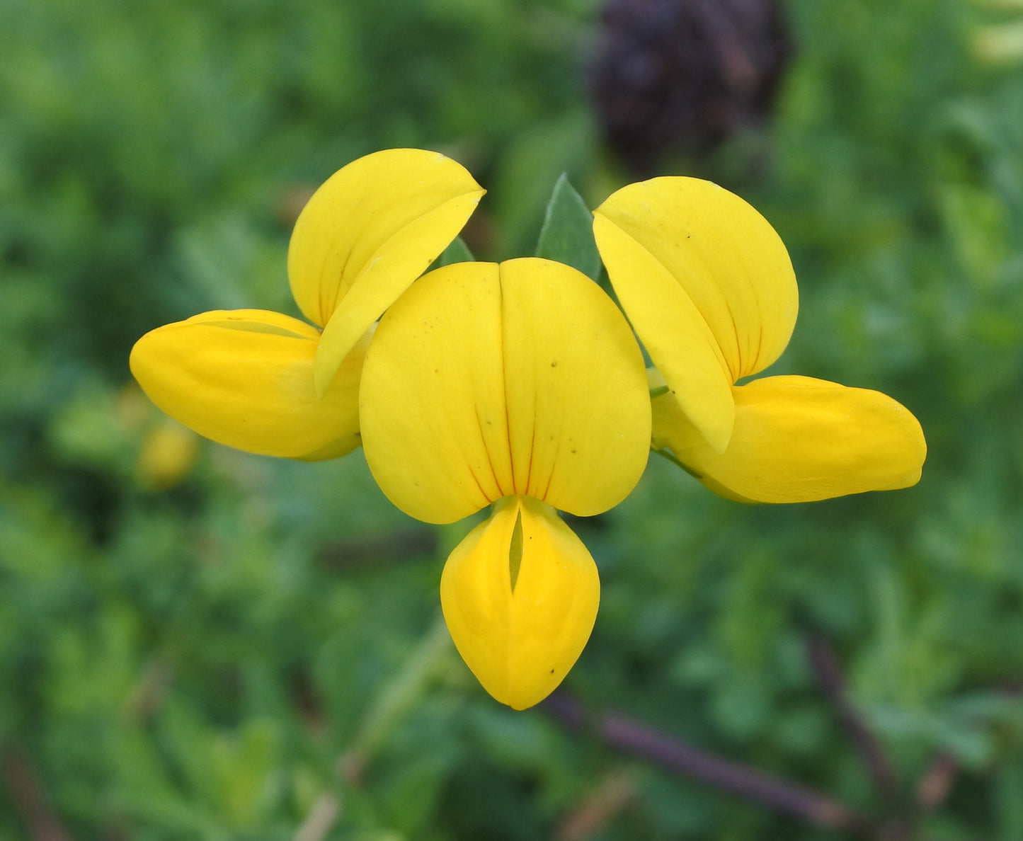 Deervetch Birdsfoot Trefoil (Lotus corniculatus)