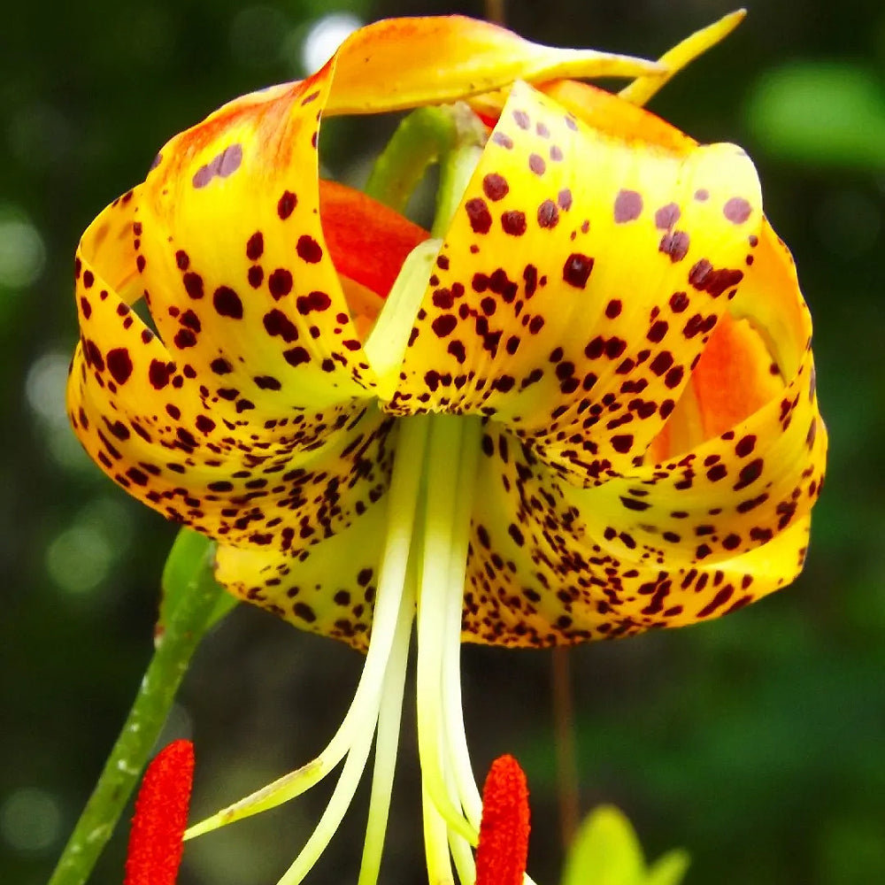 American Turks Cap Lily Swamp Turks-cap Turkscap Lily (Lilium superbum ...