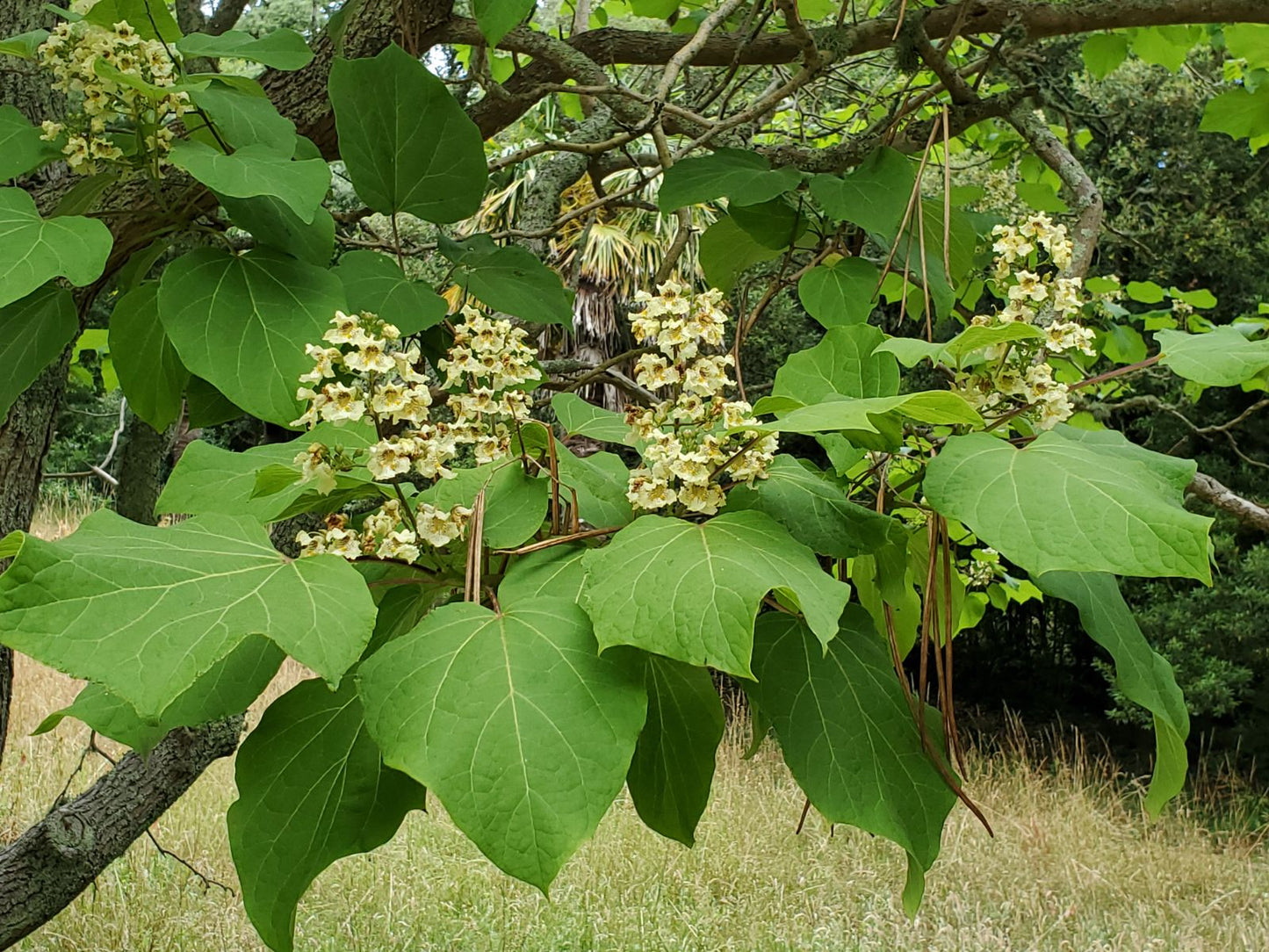 Chinese Catalpa Japanese Yellow Catalpa (Catalpa ovata)