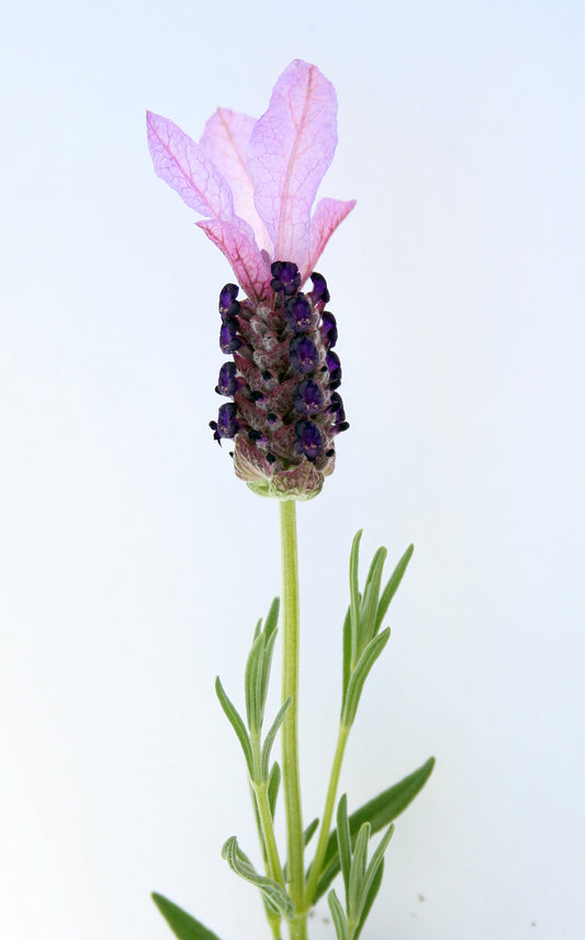 French Lavender Spanish Lavendar Topped Lavendar (Lavandula stoechas)