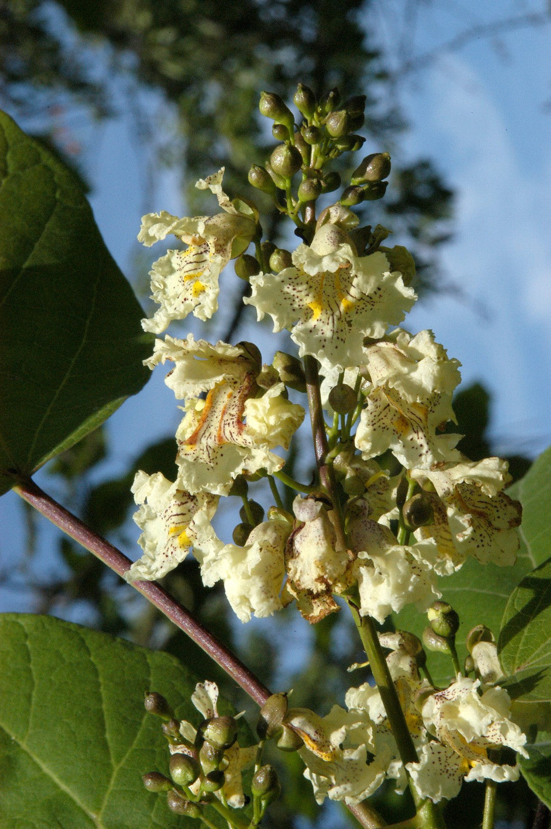 Chinese Catalpa Japanese Yellow Catalpa (Catalpa ovata)