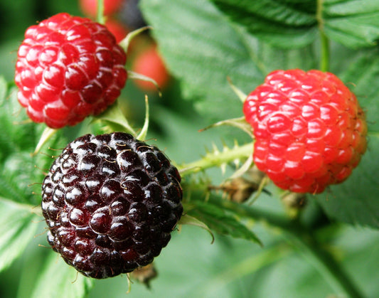 Black Raspberry Blackcap Thimbleberry (Rubus occidentalis)