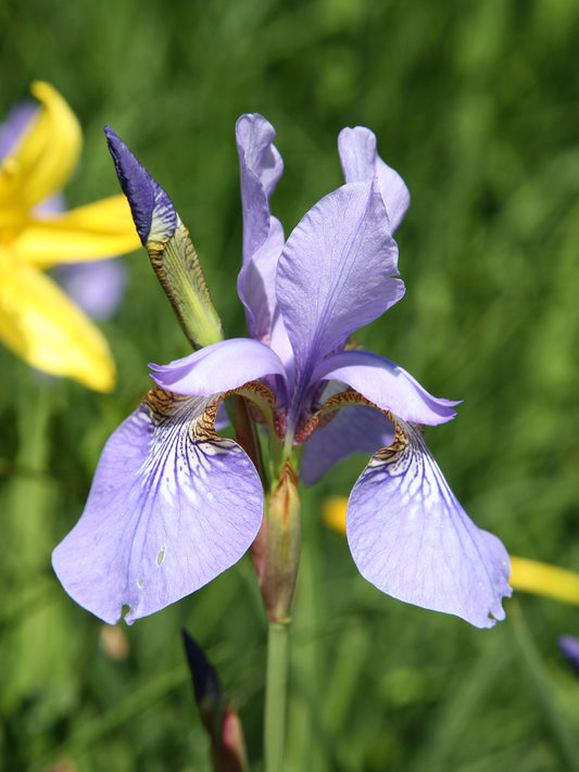 Siberian Iris (Iris sibirica)