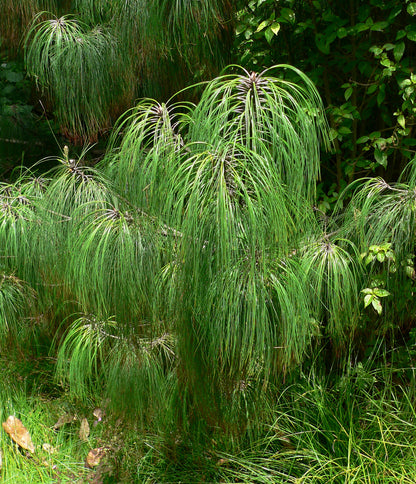 Smooth-bark Mexican Pine (Pinus pseudostrobus)