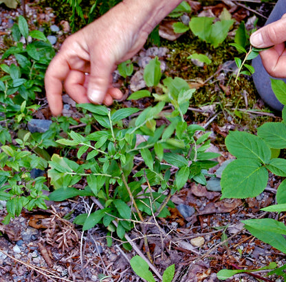 Canadian Blueberry Sourtop Velvetleaf Huckleberry (Vaccinium myrtilloides)