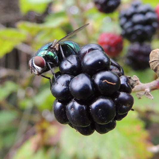 Sand Blackberry (Rubus cuneifolius)