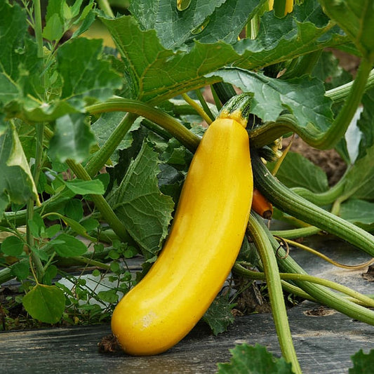Golden Summer Crookneck Squash (Cucurbita pepo 'Golden Summer Crookneck')