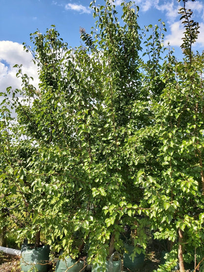 Chinese Pear Harbin Sand Ussurian Pear (Pyrus ussuriensis)