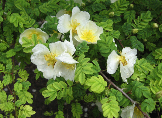 Winged Thorn Rose (Rosa sericea)