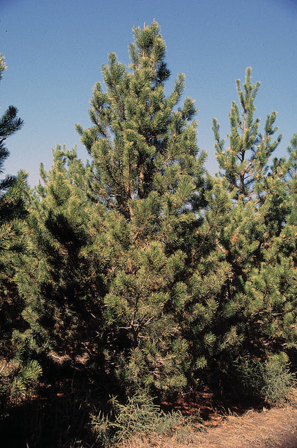 Lodgepole Pine Rocky Mountain Lodgepole Pine (Pinus contorta var. latifolia)