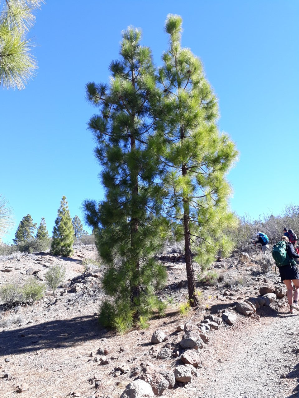 Canary Island Pine Canary Pine (Pinus canariensis)