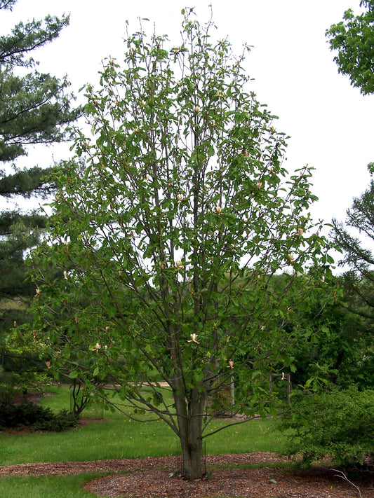 Houpu Magnolia Bark (Magnolia officinalis)