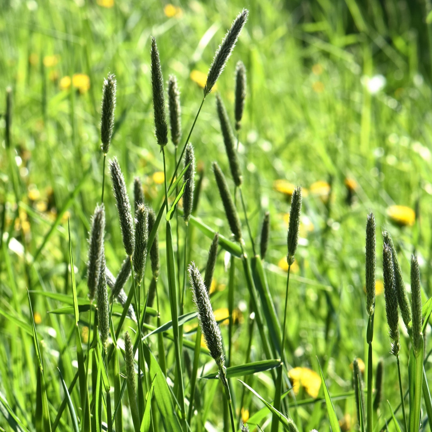 Creeping Meadow Foxtail (Alopecurus arundinaceus)