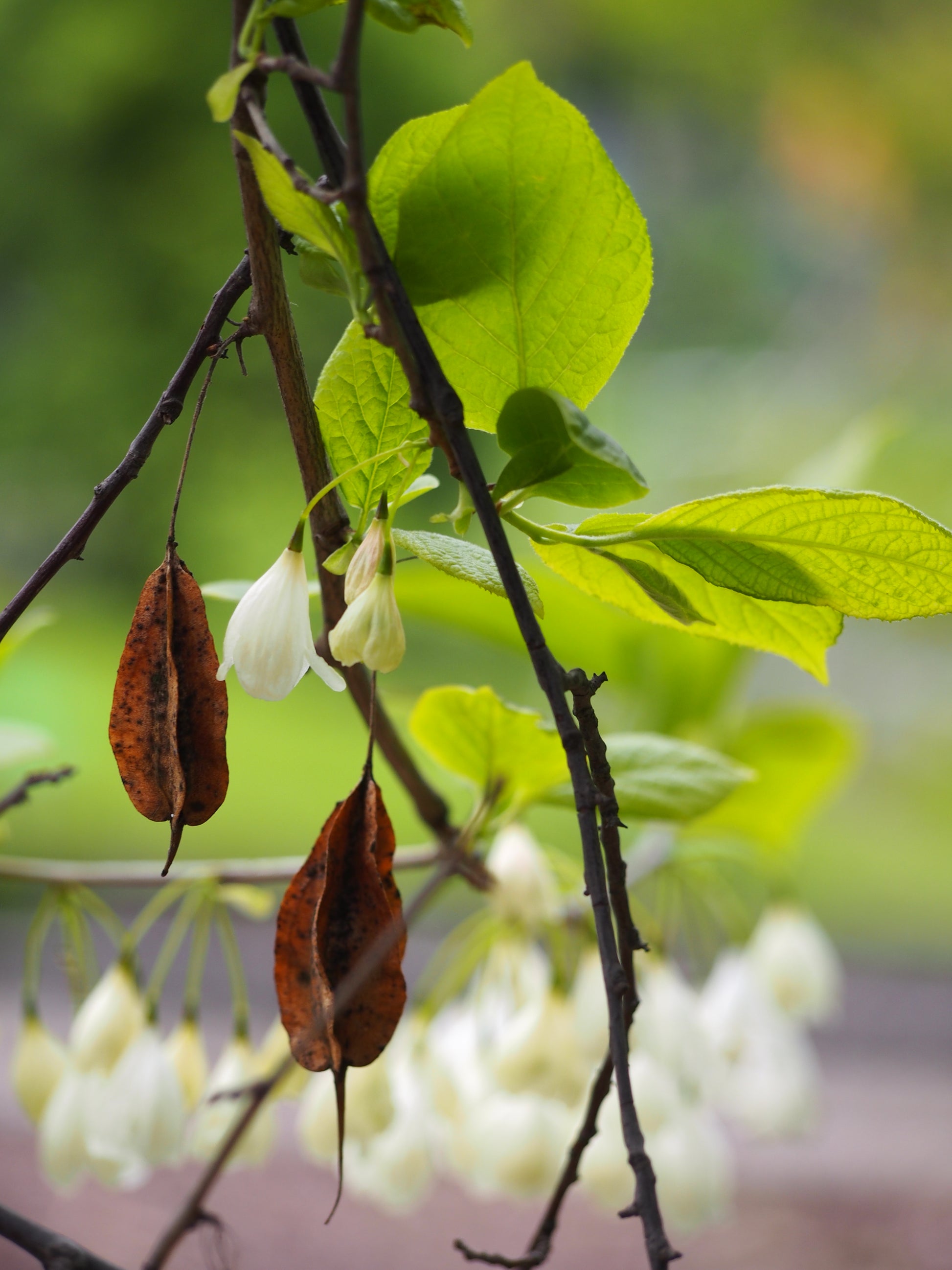 snow drop flower seeds Mountain Silverbell Snow Drop (Halesia carolina var. monticola) – Sejahtera Seeds and Bulbs