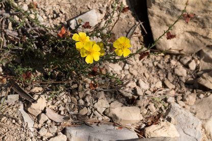 Creeping Creosote Bush Fumane Rock-rose Sprawling Needle Sunrose (Fumana procumbens)