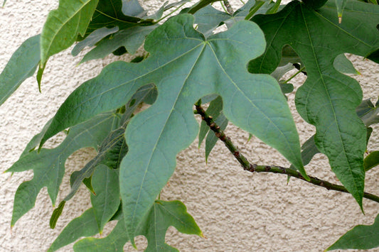Lacebark Flame Tree (Brachychiton discolor)