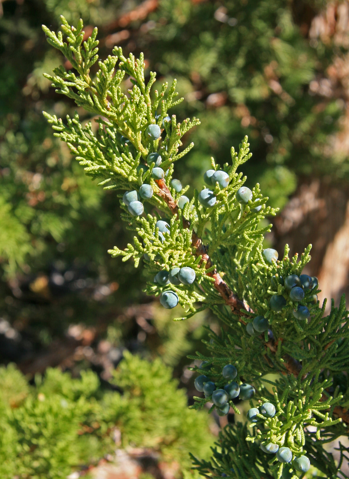 Juniprus Western Juniper (Juniperus occidentalis var. occidentalis) – Sejahtera ...