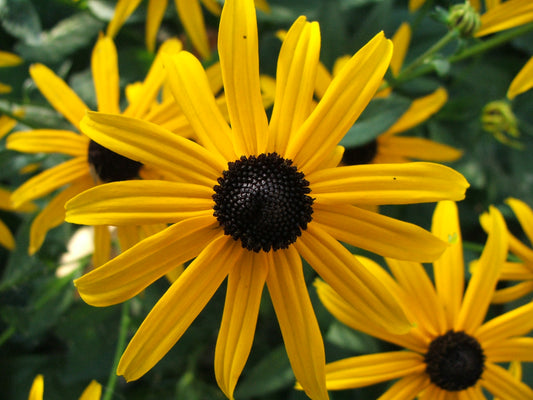 Orange Coneflower Showy Coneflower (Rudbeckia fulgida)