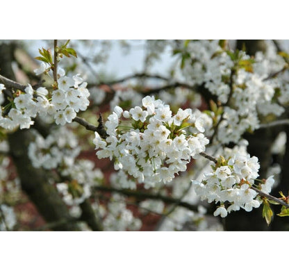 Certified Virus Indexed Mazzard Cherry Gean Cherry (Prunus avium 'CVI')