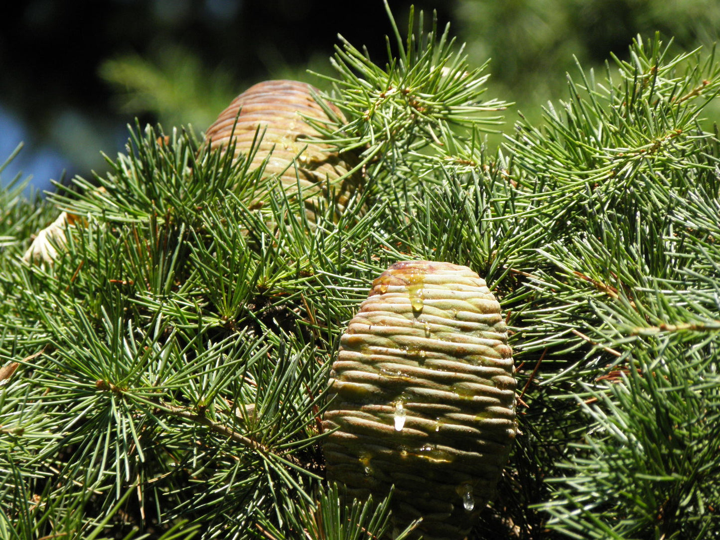 Cedar Of Lebanon (Cedrus libani) – Sejahtera Seeds and Bulbs