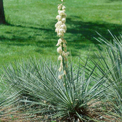 Soapweed Soapweed Yucca Soapwell (Yucca glauca)